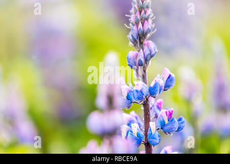 Macro closeup of colorful blue pink and purple wet lupine lupin flower in Iceland with blurred background bokeh and detail texture of blossom during r Stock Photo