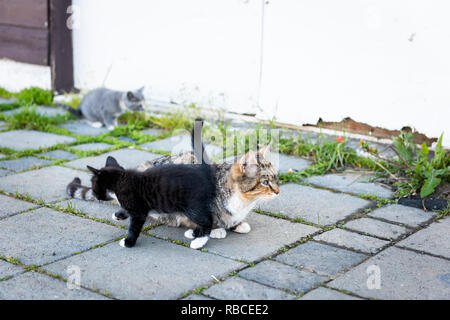 Calico mother stray farm cat and small black and grey kitten bonding rubbing outdoors near farm house building on street Stock Photo