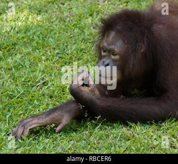 Portrait of young female Bornean orangutan at Sepilok Orang Utan Rehabilitation Centre, Sandakan, Sabah (Borneo), Malaysia Stock Photo