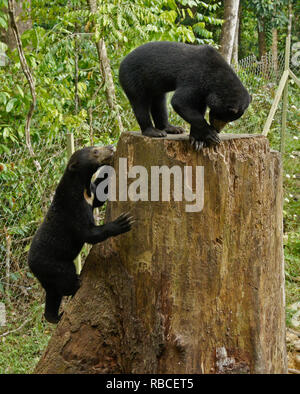Malayan sun bears climbing on tree stump at Bornean Sun Bear Conservation Centre, Sandakan, Sabah (Borneo), Malaysia Stock Photo