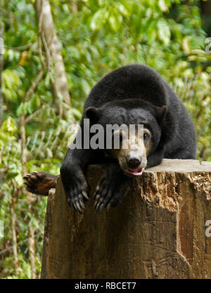 Malayan sun bear resting on tree stump at Bornean Sun Bear Conservation Centre, Sandakan, Sabah (Borneo), Malaysia Stock Photo