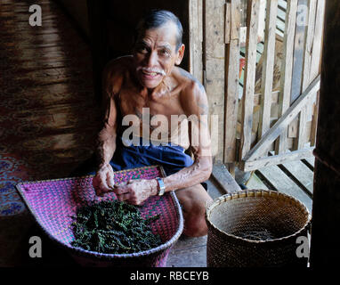 Elderly Iban man with tribal tattoos cleaning black pepper corns, Mengkak Longhouse, Batang Ai, Sarawak (Borneo), Malaysia Stock Photo
