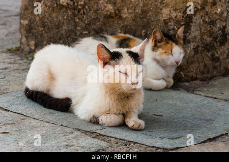 Two white spotted street cats lying on the ground with closed eyes outdoors Stock Photo
