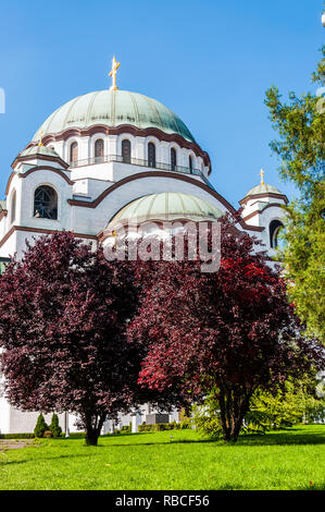 Belgrade, Serbia - June 09, 2013: Famous Saint Sava church exterior facade architecture surrounded by vibrant red leaves trees in Belgrade, Serbia Stock Photo