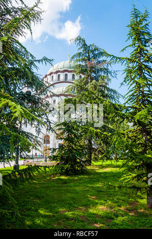 Belgrade, Serbia - June 09, 2013: Famous Saint Sava church exterior facade architecture view through vibrant green spruce trees in Belgrade, Serbia Stock Photo