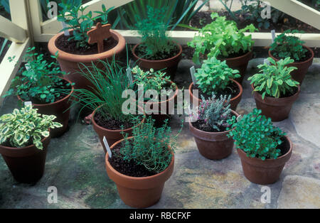 TERRACOTTA POTS OF MIXED HERBS ON BACK VERANDAH OF A SUBURBAN HOUSE Stock Photo