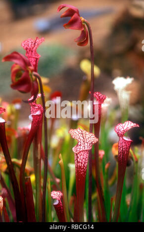Sarracenia rubra, also known as the sweet pitcherplant is a carnivorous plant in the genus Sarracenia. Stock Photo