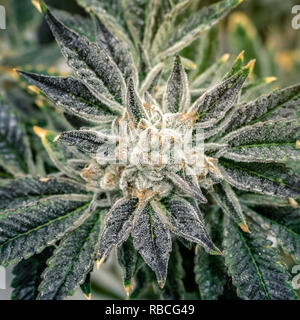 Macro weed photo represanting cannabis culture Stock Photo
