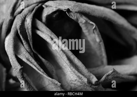Details of faded rose. Black and white Stock Photo