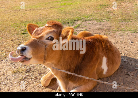 Cow calf setting outside the stall and playing with own tongue Stock Photo