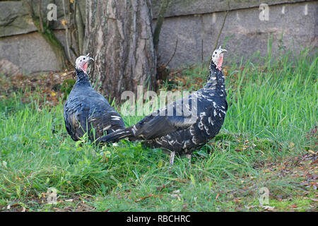 Domestic turkey, Meleagris gallopavo, of the race 'Spanish Black' or 'Norfolk Black' Stock Photo