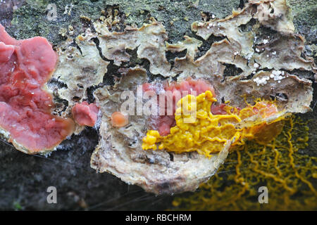 Yellow slime mold, Badhamia utricularis, feeding on a red mushroom called red scarlet splash fungus,  Cytidia salicina Stock Photo