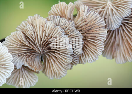 Evasive agaric, Crepidotus sp Stock Photo