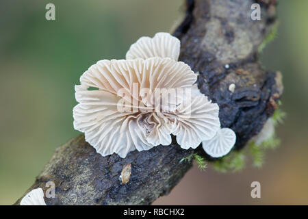 Evasive agaric, Crepidotus sp Stock Photo