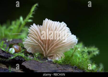 Evasive agaric, Crepidotus sp Stock Photo