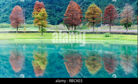 The Classic blad cypress scene of the Taiwan bald cypress trees reflection, Taiwan Stock Photo