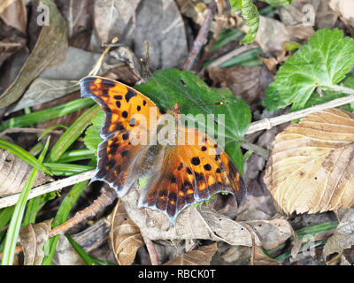 Polygonia interrogationis, the question mark butterfly, in November in Texas, USA Stock Photo