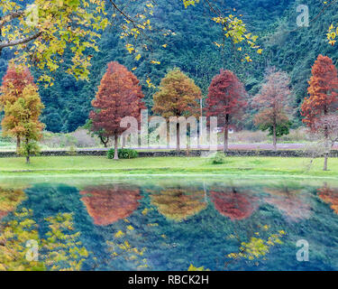 The Classic blad cypress scene of the Taiwan bald cypress trees reflection, Taiwan Stock Photo