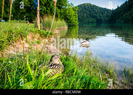 Plitvice Lakes National Park. Lika Plješivica mountain range . The park falls within two counties Lika-Senj and Karlovac . UNESCO World Heritage Site, Stock Photo