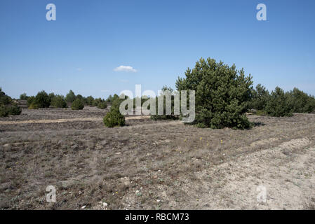 In Wilderness Jüterbog after more than 150 years as a military training area since 1992 in one of the rare Steppe landscapes in Germany nature rules.  Stock Photo