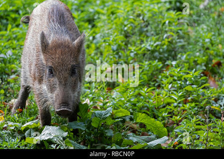 young boar Stock Photo