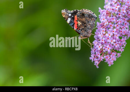 Red admiral butterfly (Vanessa atalanta) side-on, feeding on buddleia flowers. UK, July Stock Photo