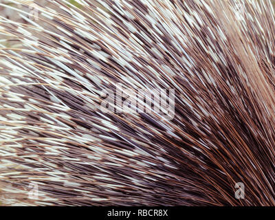 Big porcupine quills, close up Stock Photo