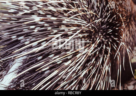 Big porcupine quills, close up Stock Photo