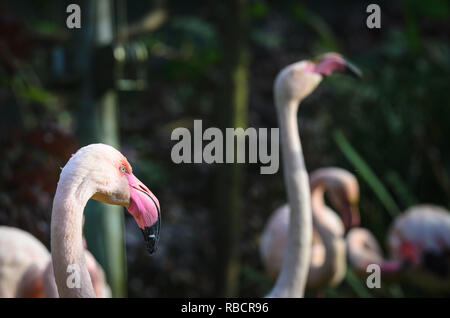 Flamingos (flamingoes) heads in the foorground, in the forest. They are a type of wading bird in the family Phoenicopteridae. Stock Photo