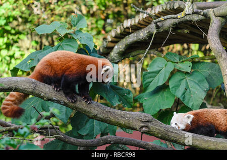 Two red pandas, panda lying and climbing the tree with green leaves. Stock Photo