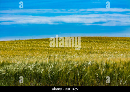 Grain plants in a field with blurred background under blue sky Stock Photo