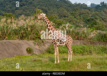 Northern giraffe (Giraffa camelopardalis), a.k.a. three horned giraffe