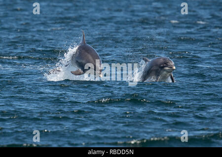 INVERNESS, SCOTLAND: The bottlenose dolphins appeared to be having fun in the sun at Chanonry Point near Inverness, Scotland. THREE FUN-LOVING dolphins put on an impressive display for onlookers at as they breached and flipped through the waters of Chanonry Point near Inverness. The bottlenose dolphins including Honey, a young eleven-year-old mum and two youngsters can also be seen swimming in perfect unison, appearing to race each other through the water in the Highlands of Scotland. WDC / Charlie Phillips / mediadrumworld.com Stock Photo