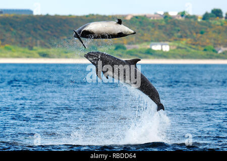 INVERNESS, SCOTLAND: Bottlenose dolphins show off for an audience at Chanonry Point near Inverness, Scotland. THREE FUN-LOVING dolphins put on an impressive display for onlookers at as they breached and flipped through the waters of Chanonry Point near Inverness. The bottlenose dolphins including Honey, a young eleven-year-old mum and two youngsters can also be seen swimming in perfect unison, appearing to race each other through the water in the Highlands of Scotland. WDC / Charlie Phillips / mediadrumworld.com Stock Photo