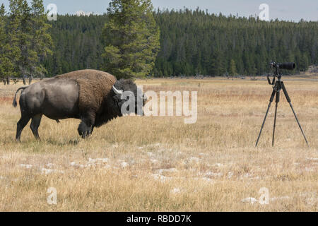 YELLOWSTONE NATIONAL PARK, USA: The bison bull is curious about the photographers equipment standing on a tripod. HE TERRIFYING moment a one tonne Great bison bull forced a hapless physician to flee and abandon his photographic gear has been captured. Another image shows the spirited animal rolling around vigorously in the dust and dirt of Yellowstone National Park scratching an itch that just couldn’t be reached. Willis Chung / www.mediadrumworld.com Stock Photo