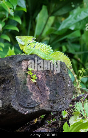 Emerald basilisk, Tortuguero National Park, Costa Rica Stock Photo