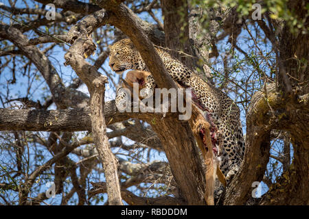 THIS ONE-EYED leopard’s wound looks reminiscent of Scar from The Lion King but it clearly hasn’t weakened his hunting skills as he proudly displays his kill. Stunning pictures show the leopard relaxing on a tree branch with his fresh kill as he licks his lips and begins to tuck in. Other incredible images show a close-up of the leopards face with a gaping wound all that’s left of his right eye which appears to have been scratched out. The remarkable photographs were taken in Tarangire National Park in Tanzania by photographer Holger W Grauel (49). Mediadrumimages / Holger W Grauel Stock Photo