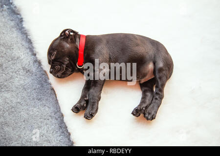 Very cute tiny Staffordshire bull terrier puppy sleeping on white fully bedding laid over grey soft floor covering. He is on his side with his legs in Stock Photo