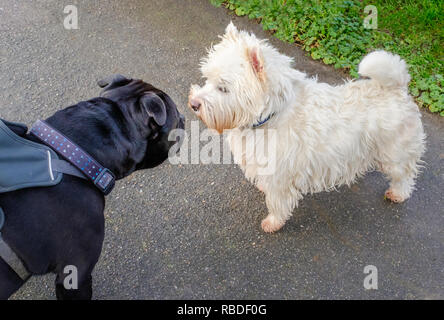 A black Staffordshire bull terrier dog meets a West Highland White Terrier . The Staffie dog is wearing a harness. The Westie has no lead. They are al Stock Photo