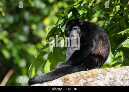 Geoffrey's spider monkey, Tortuguero National Park, Costa Rica Stock Photo