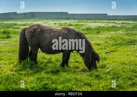 A Shetland Pony at the Jarlshof prehistoric and Norse settlement archaeological site in Shetland, Scotland, United Kingdom, Europe. Stock Photo