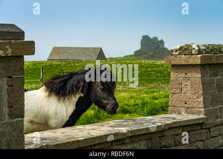 A Shetland Pony at the Jarlshof prehistoric and Norse settlement archaeological site in Shetland, Scotland, United Kingdom, Europe. Stock Photo
