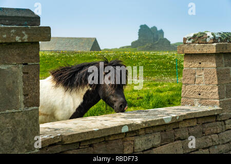 A Shetland Pony at the Jarlshof prehistoric and Norse settlement archaeological site in Shetland, Scotland, United Kingdom, Europe. Stock Photo