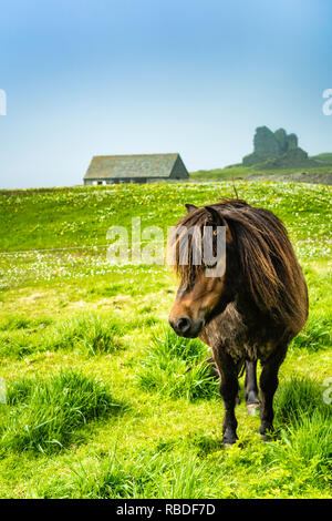 A Shetland Pony at the Jarlshof prehistoric and Norse settlement archaeological site in Shetland, Scotland, United Kingdom, Europe. Stock Photo