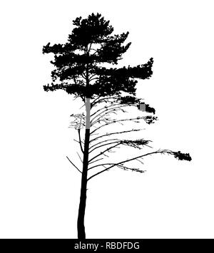 Tree Silhouette Isolated on White Backgorund. Vecrtor Illustration. EPS10 Stock Vector