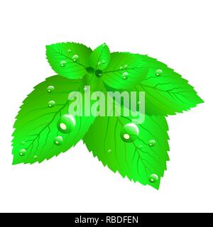 Fresh green mint leaves isolated on white background. Stock Vector