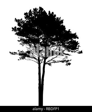 Tree Silhouette Isolated on White Backgorund. Vecrtor Illustration. EPS10 Stock Vector