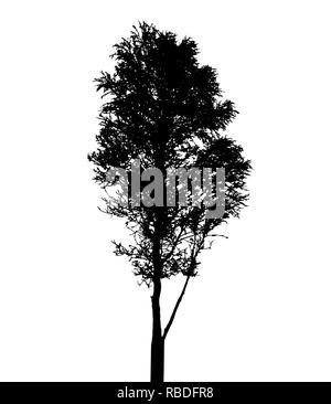 Tree Silhouette Isolated on White Backgorund. Vecrtor Illustration. EPS10 Stock Vector