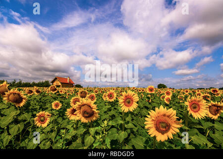 Vibrant sunflower field in summer with farmhouse and white clouds Stock Photo