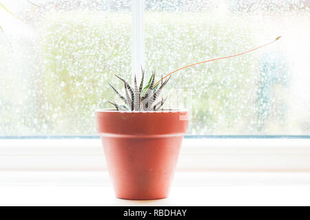 Aloe Vera plant Stock Photo